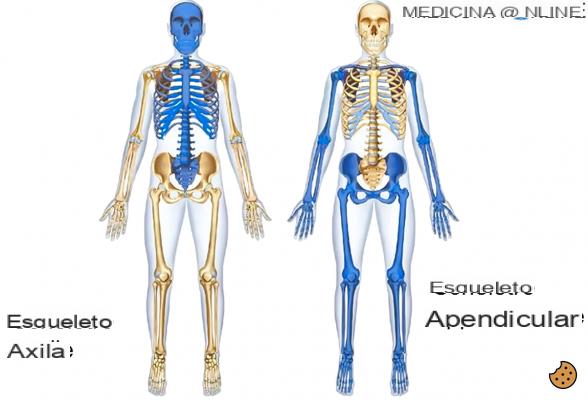 ¿Cuál es la diferencia entre los músculos axiales y los músculos apendiculares?