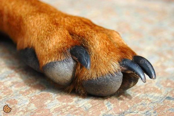 ¿Pata hinchada entre los dedos de los perros?