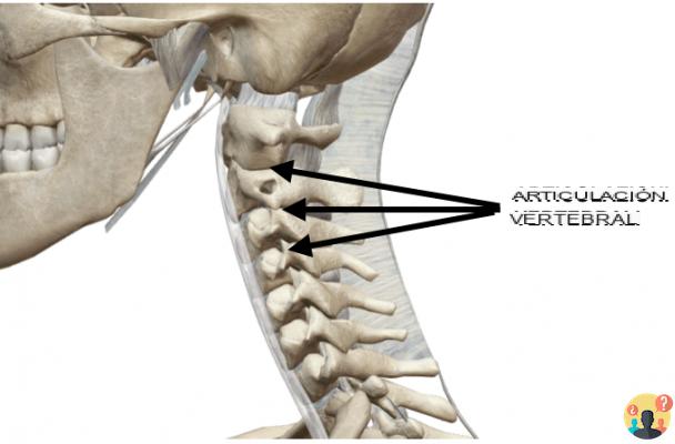 ¿Las vértebras cervicales se tocan entre sí?