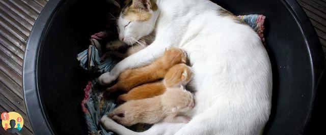 ¿Cuánto tardan las gatas en dar a luz?