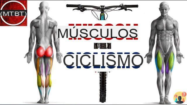¿Qué músculos entrena la bicicleta?