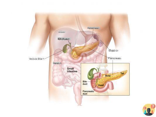 ¿Qué es la lipasa pancreática?
