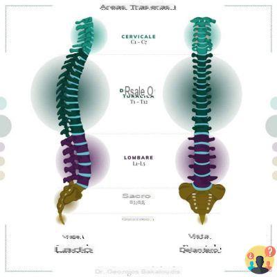¿Cuáles son las regiones de la columna vertebral?