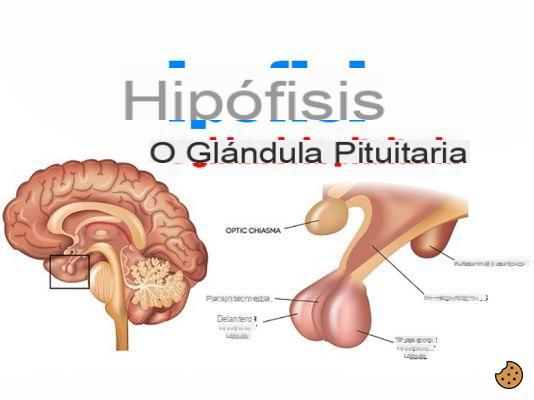 ¿Dónde se encuentra la glándula pituitaria?
