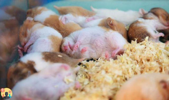 ¿Los hamsters hibernan?