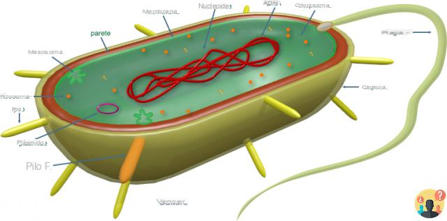 ¿Qué son los procariotas?