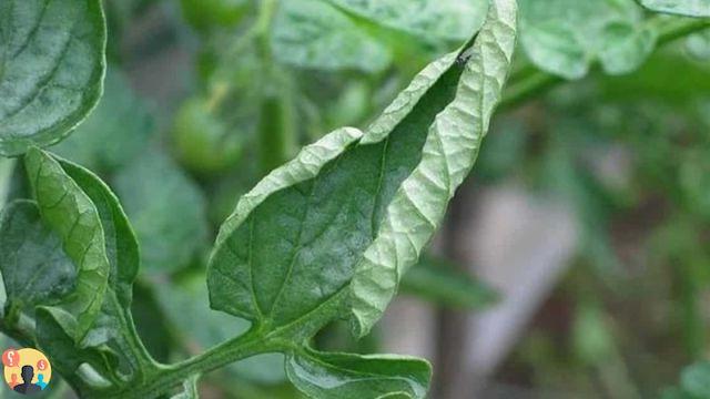 ¿Las hojas de tomate están arrugadas sobre sí mismas?