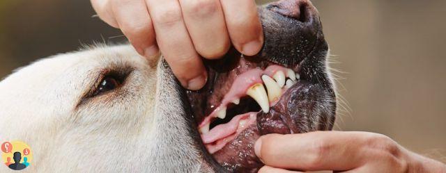 ¿Cuántos dientes pierden los perros?