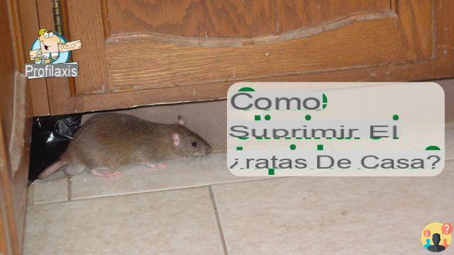 ¿Control de roedores en casa?