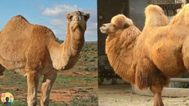 ¿Quién tiene dos jorobas en el camello o en el dromedario?