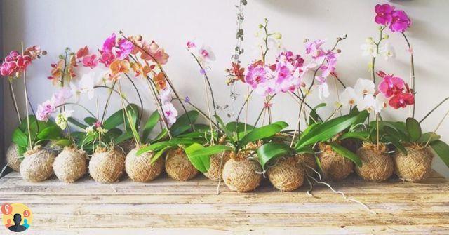 ¿Cuándo traer orquídeas a casa?