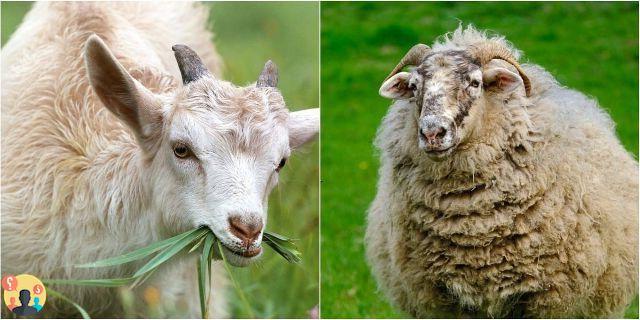 ¿Diferencia entre cabras y ovejas?
