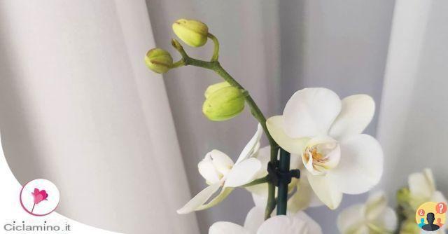¿Por qué se secan los capullos de las orquídeas?