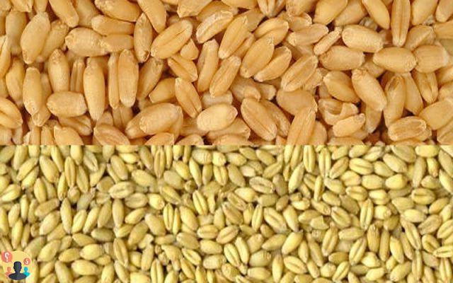 ¿Diferencia entre trigo y cebada?