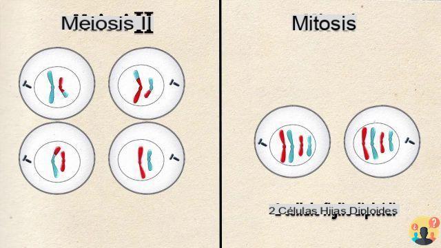 ¿Diferencia entre mitosis y meiosis?