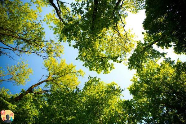 ¿Cuánto CO2 absorben los árboles?