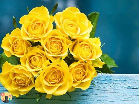 ¿Cuál es el significado de la rosa amarilla?