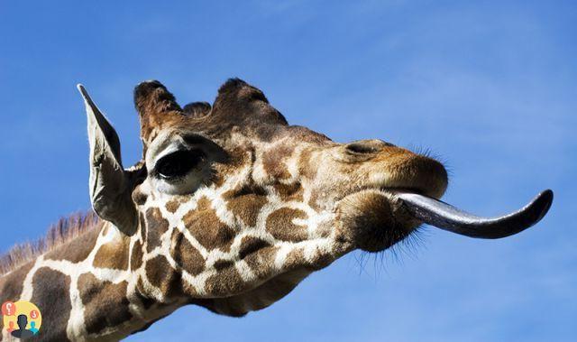 ¿Cuánto mide la lengua de la jirafa?