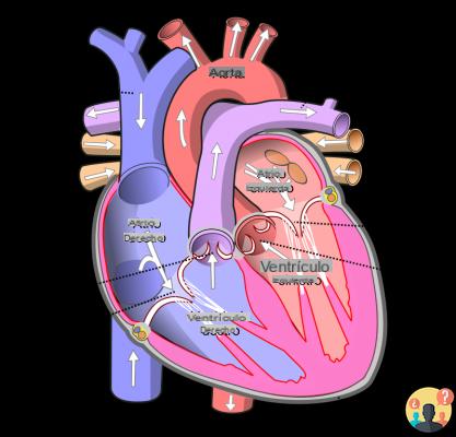 ¿Qué significa aorta tricuspídea?