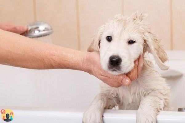 ¿Cómo lavar a un perro pequeño?