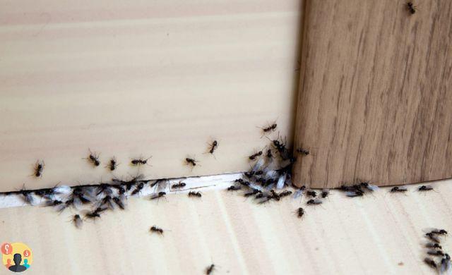 ¿Cómo se combaten las hormigas en casa?