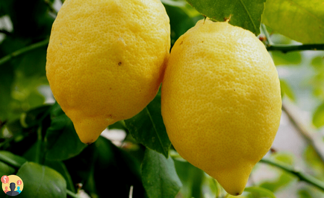 ¿Cómo tener limones jugosos?