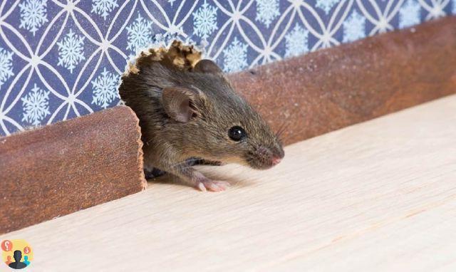 ¿Cómo encontrar un ratón en la casa?