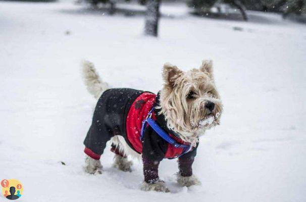 ¿Qué perros sufren de frío?