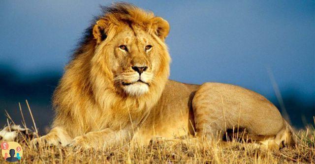 ¿Cuáles son los hábitos del león?