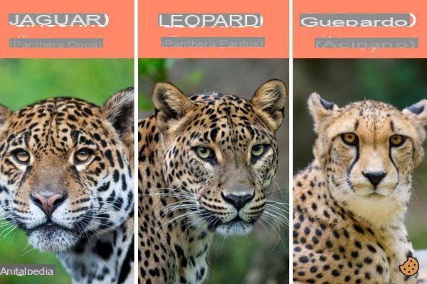 ¿Diferencia entre leopardo y guepardo?