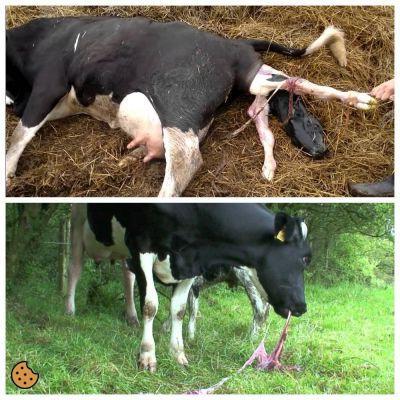 ¿Cuántas veces da a luz una vaca?