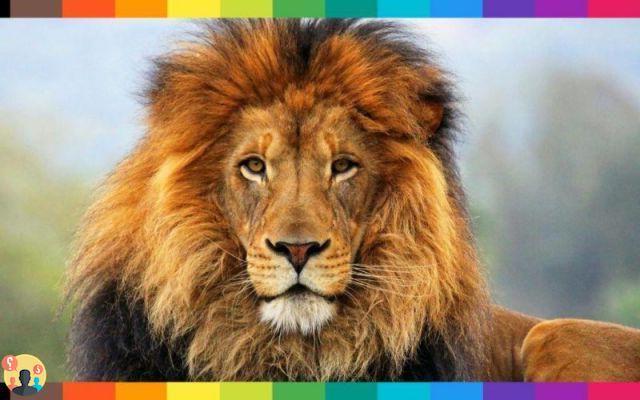 ¿Qué significa soñar con un león persiguiéndote?