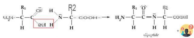 ¿Cómo se llama el enlace entre dos aminoácidos?