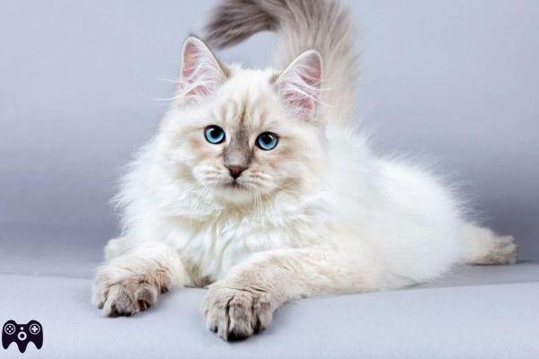 ¿Hasta qué edad crecen los gatos siberianos?