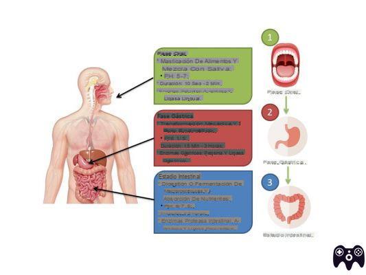 ¿Cuáles son las etapas del proceso digestivo?