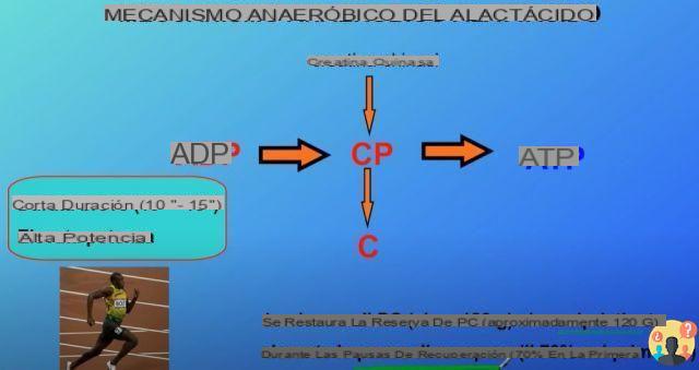¿Qué es el mecanismo anaeróbico aláctico?