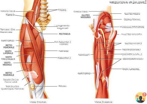 ¿Cuáles son las partes de la pierna?