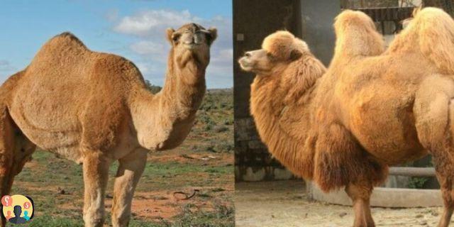 ¿Diferencia entre camello y dromedario?