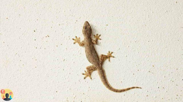 ¿Cómo rastrear un gecko en la casa?