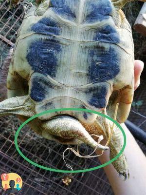 ¿Cómo saber si una tortuga es macho o hembra?