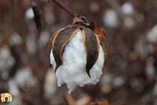 ¿Qué se entiende por algodón?