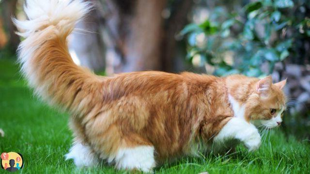 ¿Qué significa el gato que mueve la cola?