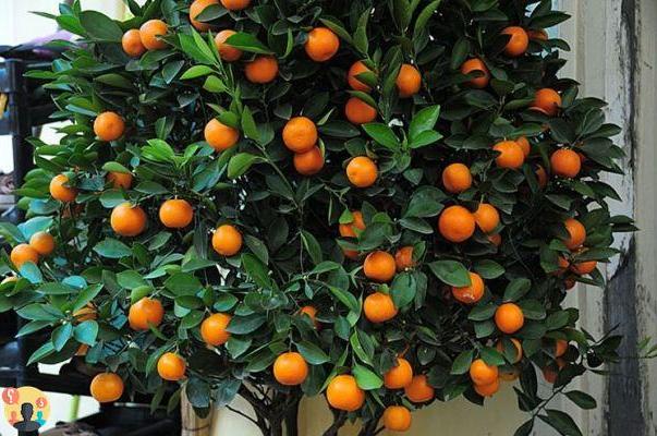 ¿Dónde guardar la planta de mandarina?