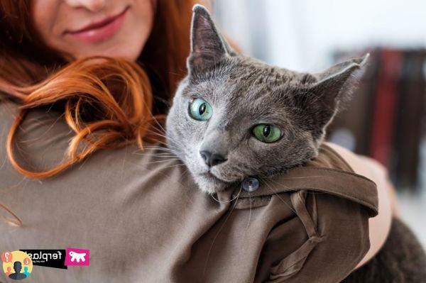 ¿Conseguir que un gato se instale en un nuevo hogar?