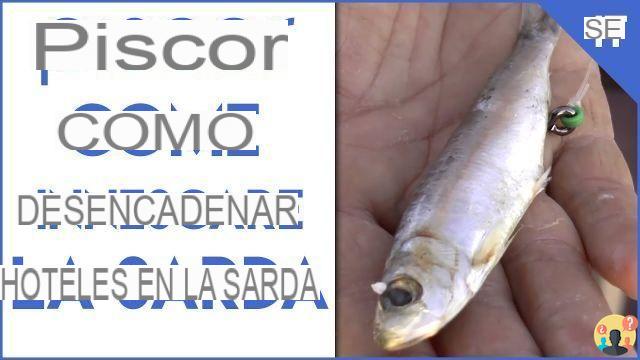 ¿Cómo activo la sardina?