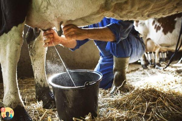 ¿Por qué bebemos leche de vaca?