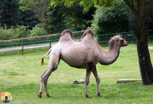 ¿Cuántas jorobas tienen los camellos?