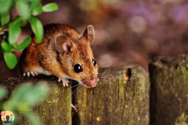 ¿Qué comen los ratones para atraparlos?