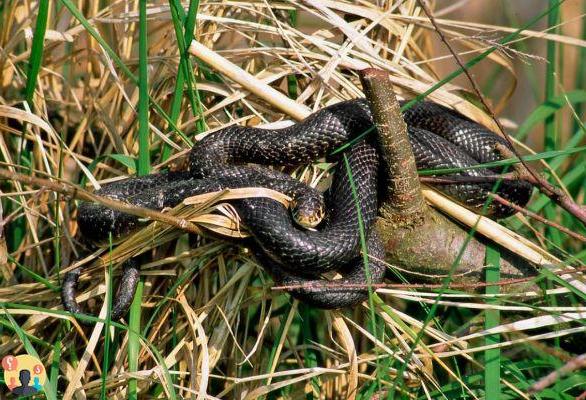 ¿Qué hacer para mantener alejadas a las serpientes?