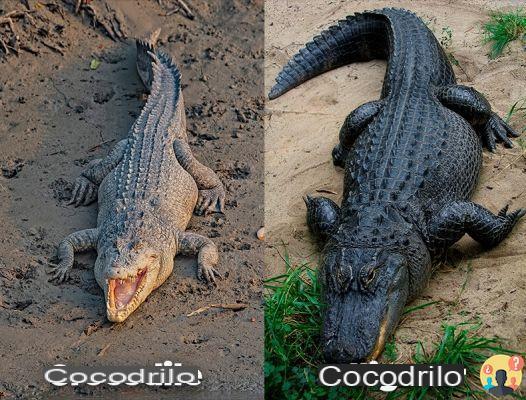 ¿Diferencia entre caimanes y cocodrilos?